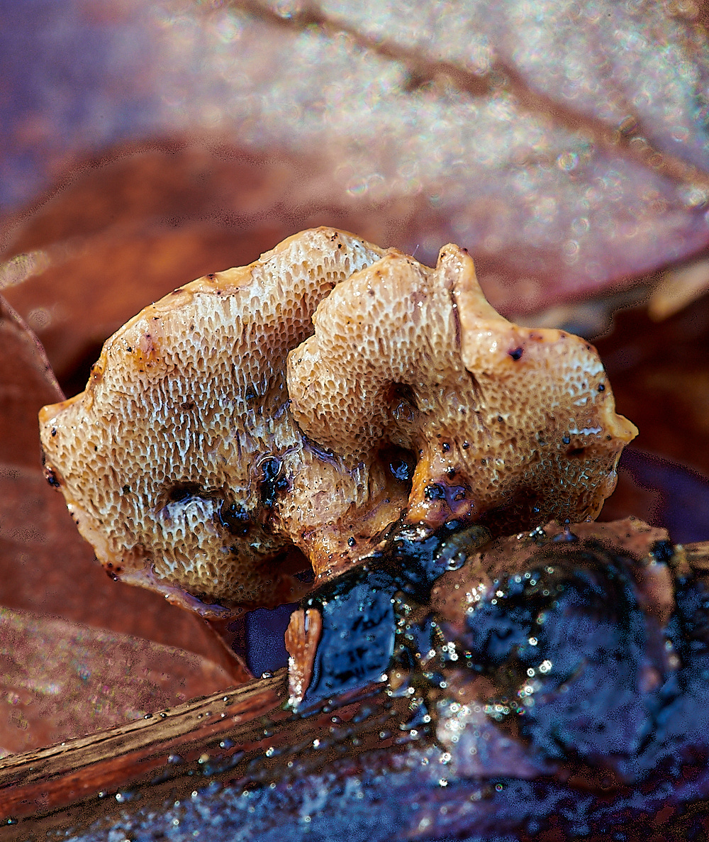 BactonWoodsBlackfootPolypore141120-1