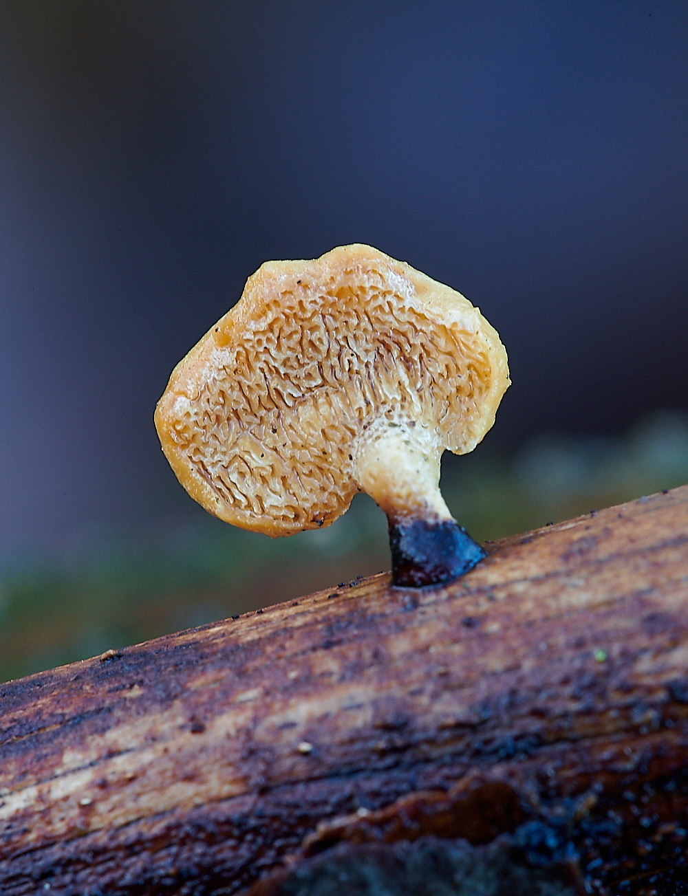 BactonWoodsBlackfootPolypore141120-2