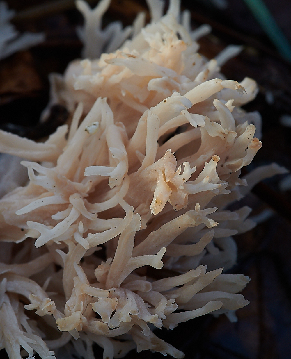 BactonWoodsCrestedCoral141120-1