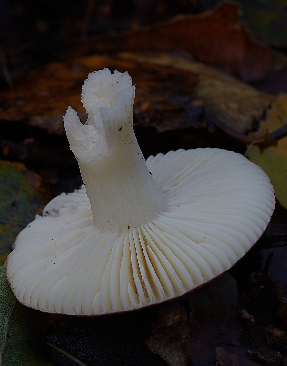 Bryant&#39;sHeathFungi2071120-2