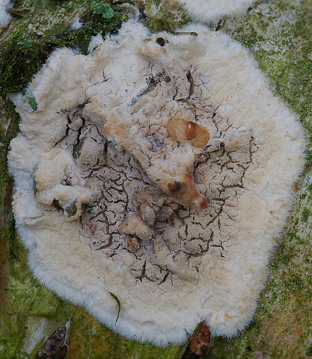 Bryant&#39;sHeathFungi3071120-2