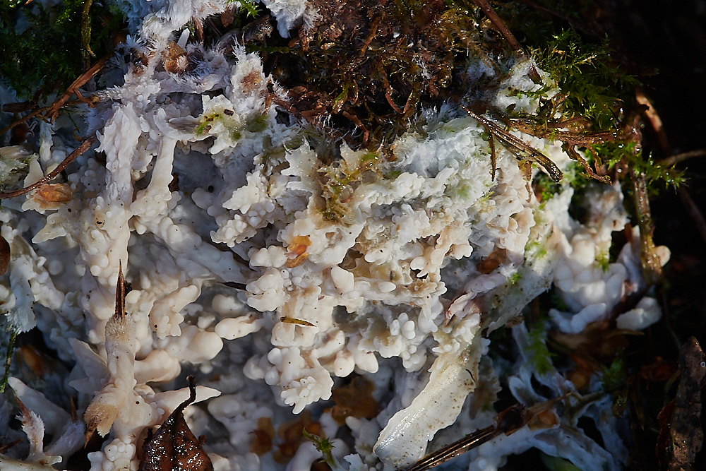 Bryant&#39;sHeathFungus2081120-2