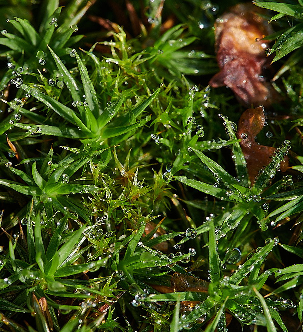 Bryant&#39;sHeathMoss3081120-1