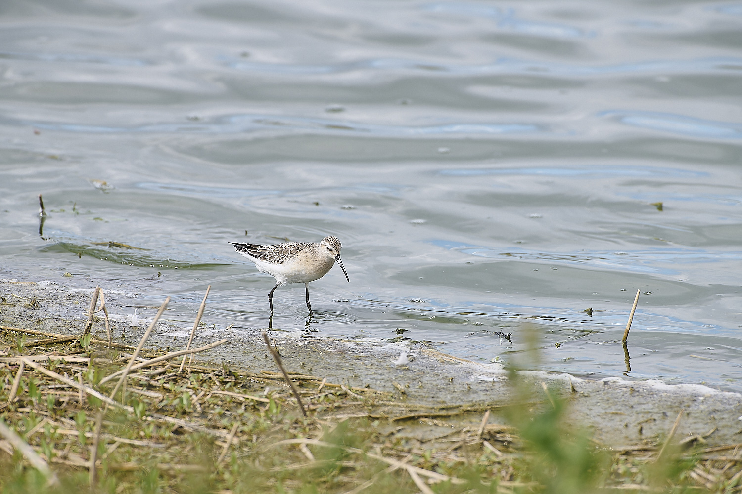 CantleyCurlewSandpiper050920-1-NEF-