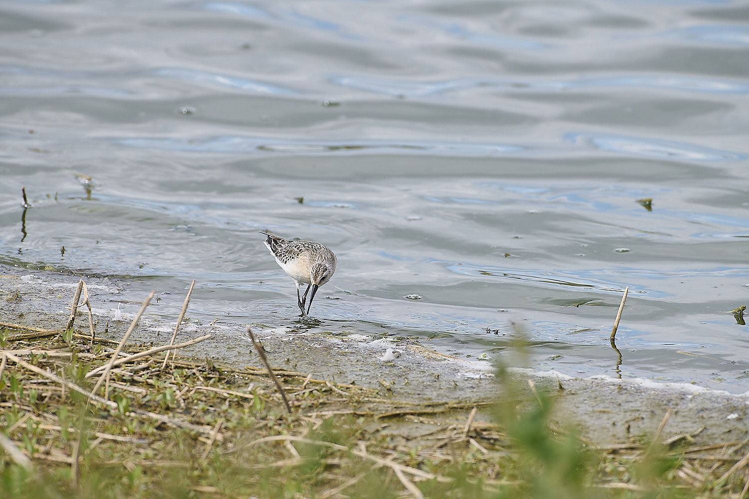 CantleyCurlewSandpiper050920-2-NEF-