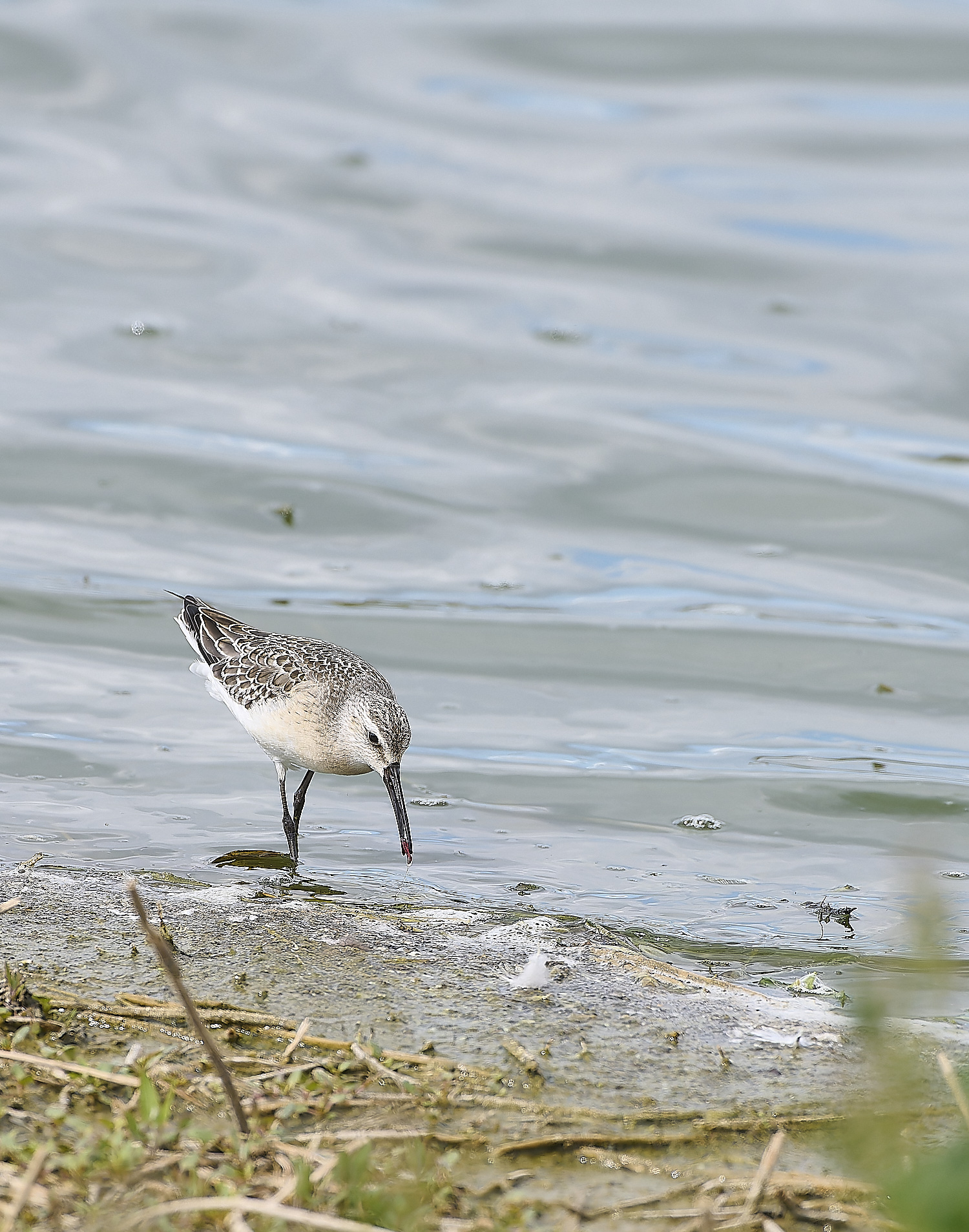 CantleyCurlewSandpiper050920-3-NEF-