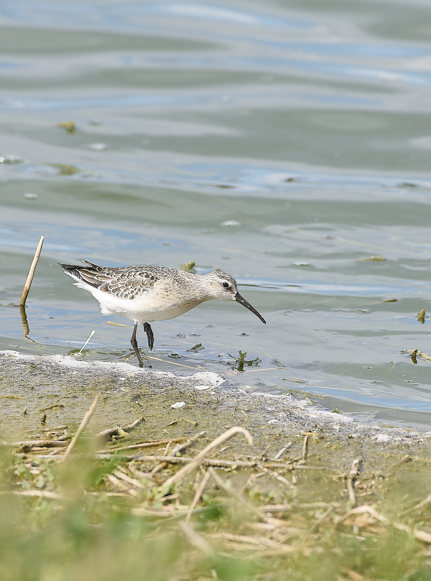 CantleyCurlewSandpiper050920-4-NEF-