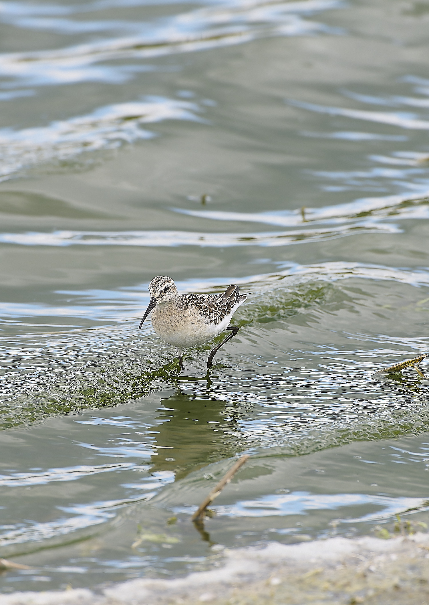 CantleyCurlewSandpiper050920-5-NEF-
