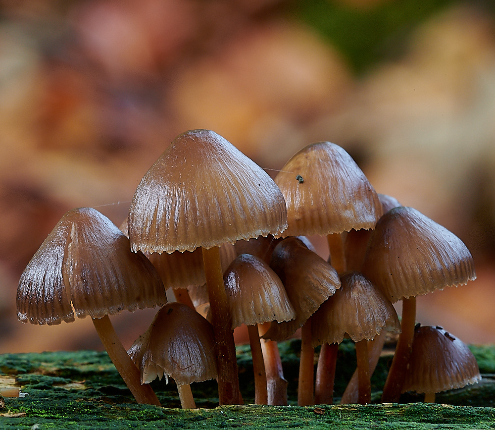 FelbriggFungi2281020-3