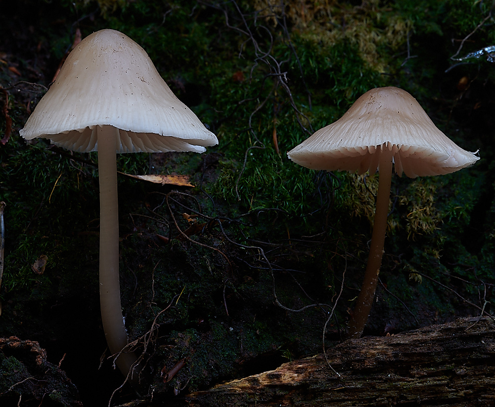 FelbriggFungi3281020-2