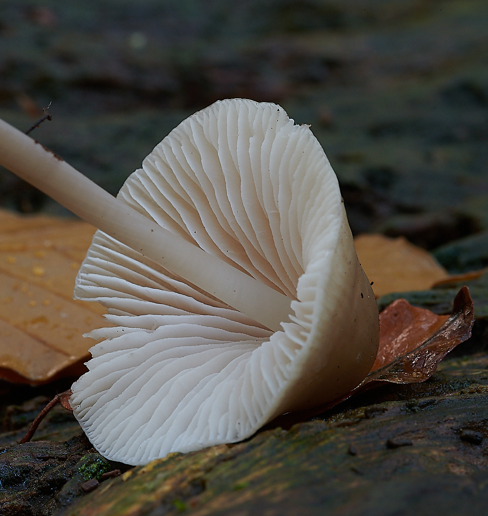 FelbriggFungi3281020-3