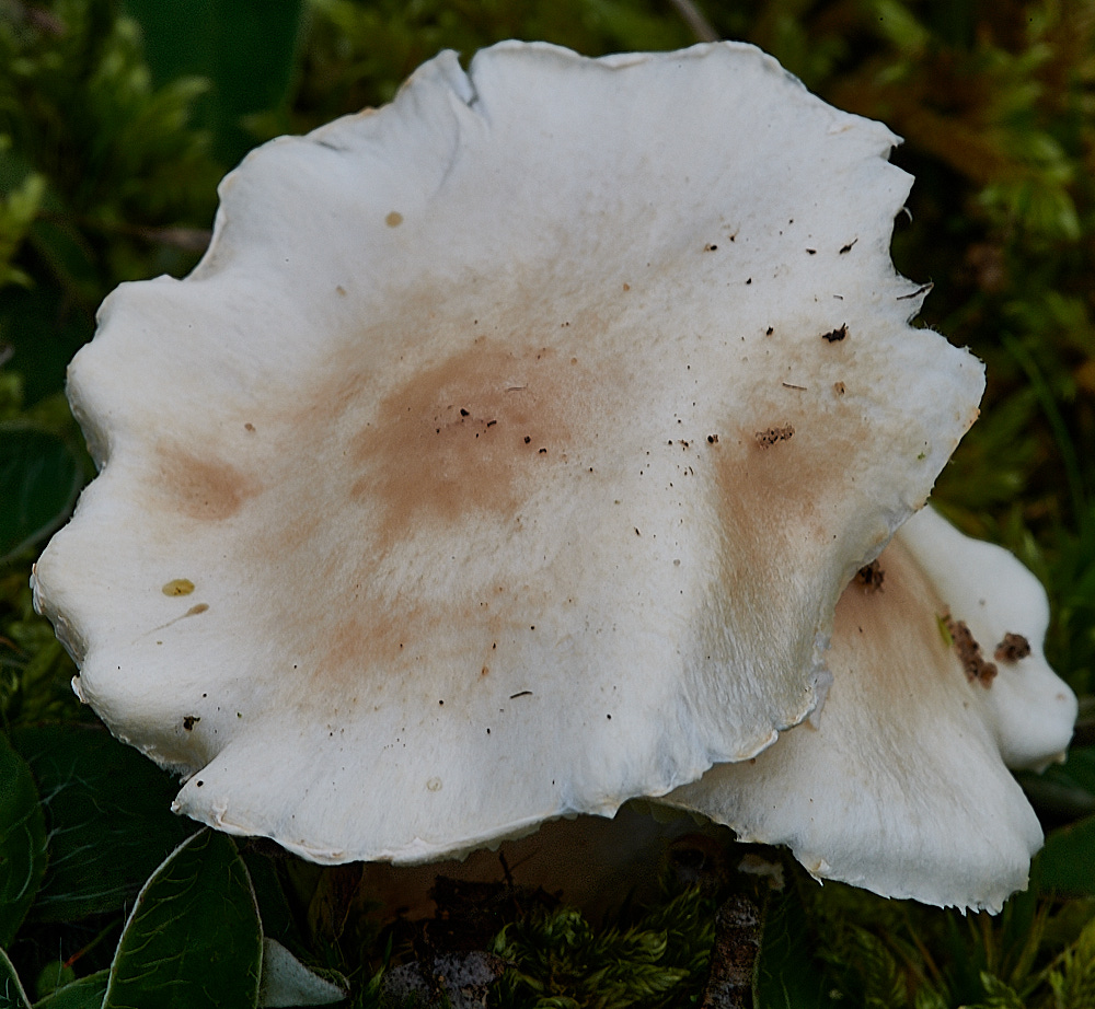 HolkhamFungi10131020-1