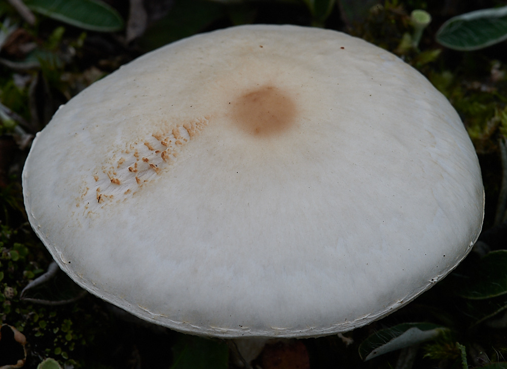 HolkhamFungi11131020-1