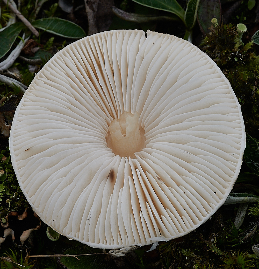 HolkhamFungi11131020-2