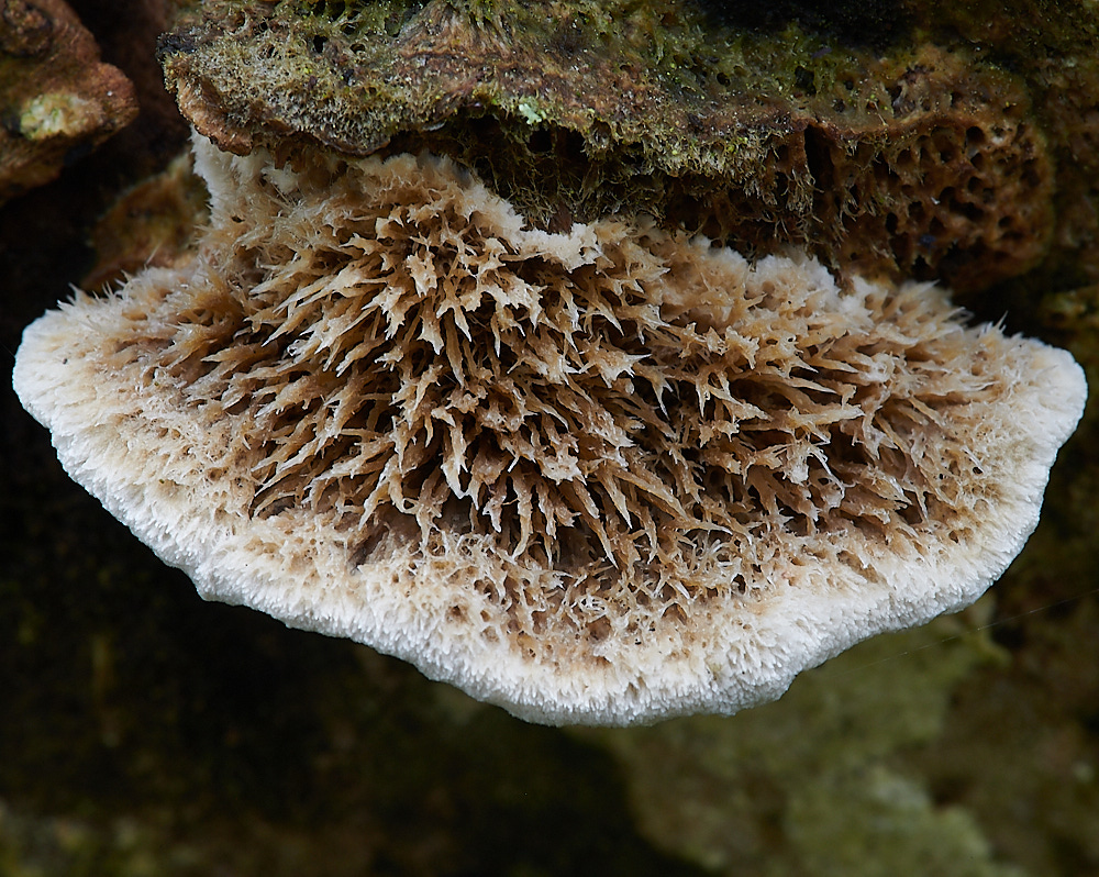 HolkhamFungi131020-5