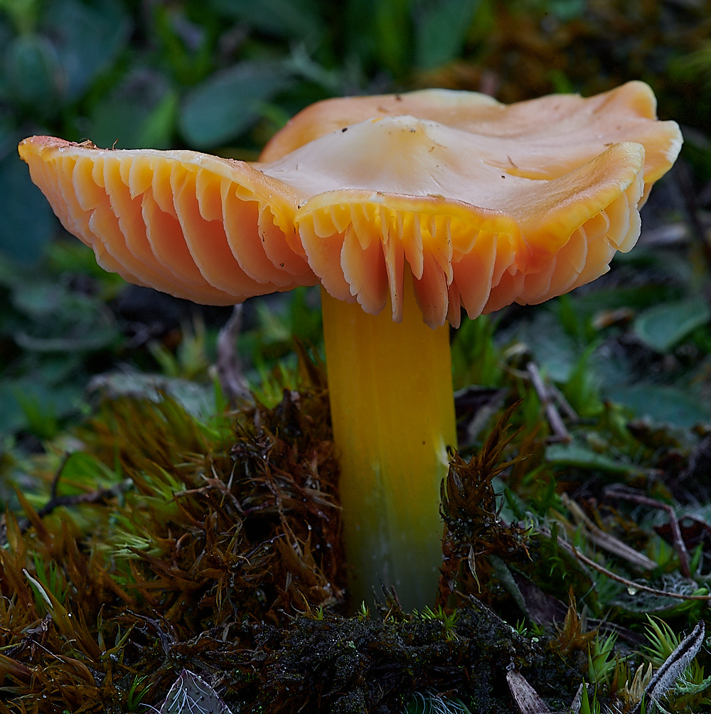 HolkhamFungi3131020-1