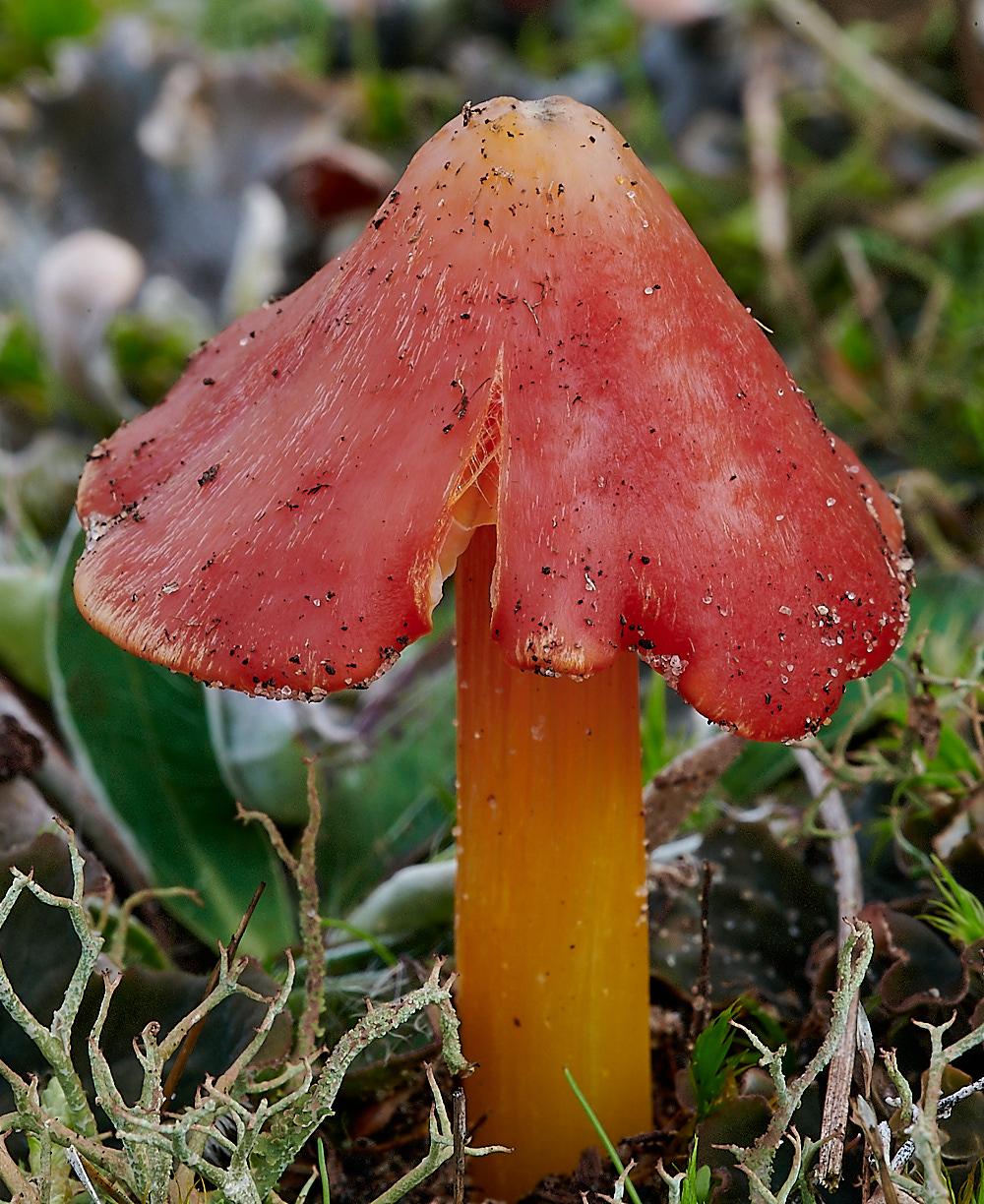 HolkhamFungi4131020-1