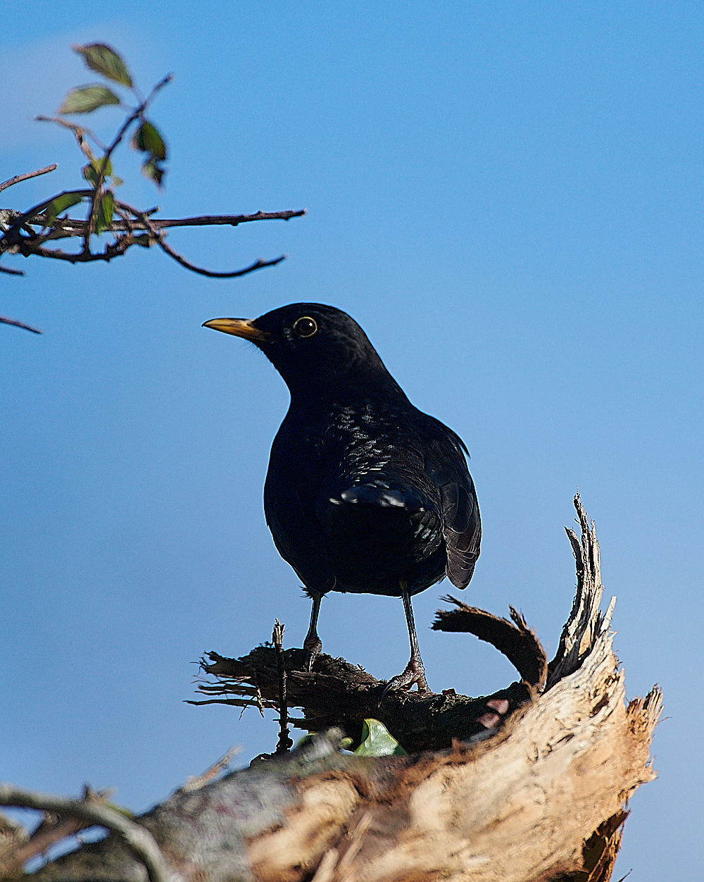 KellingBlackbird061120-1