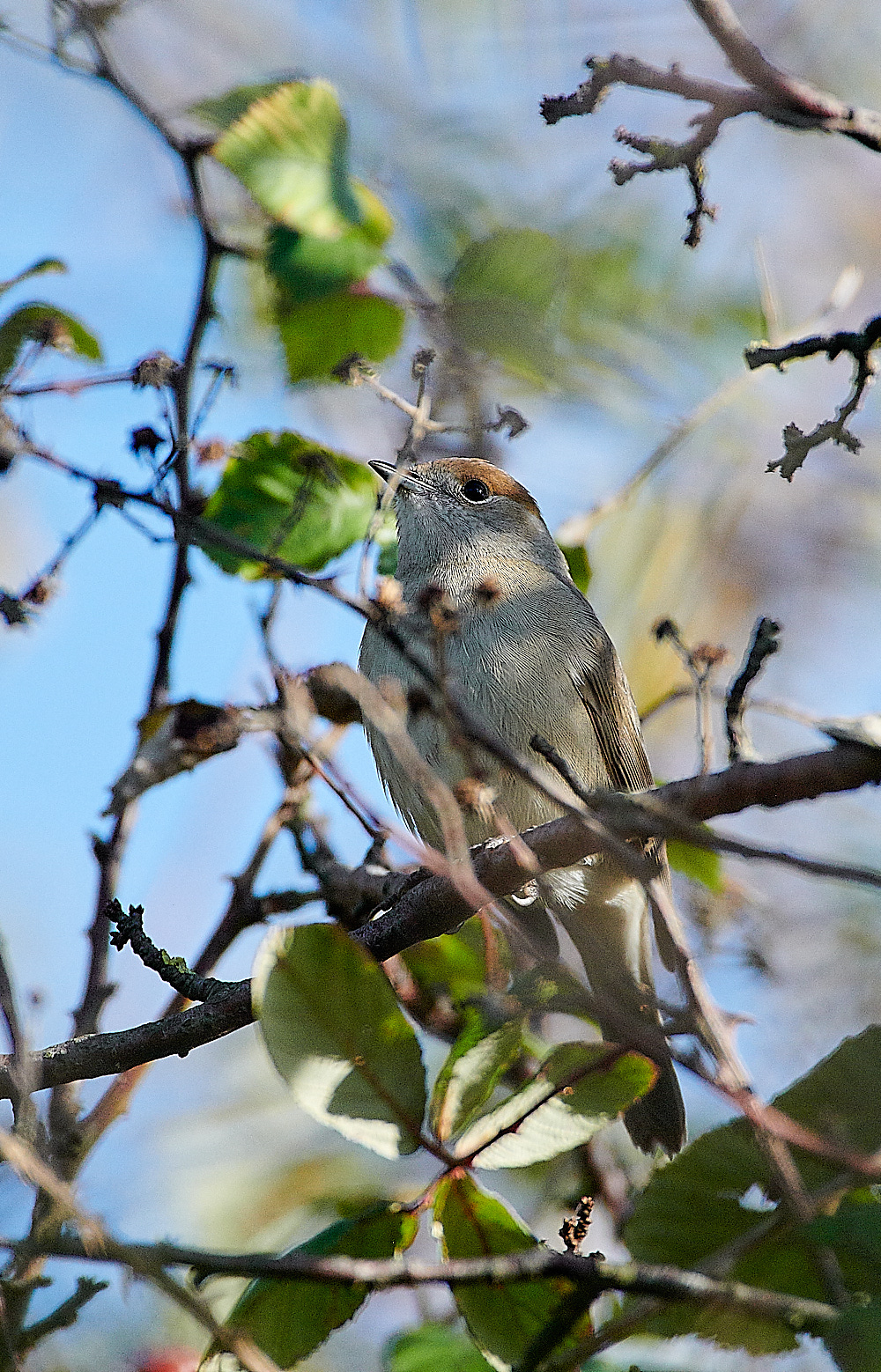 KellingBlackcap061120-2