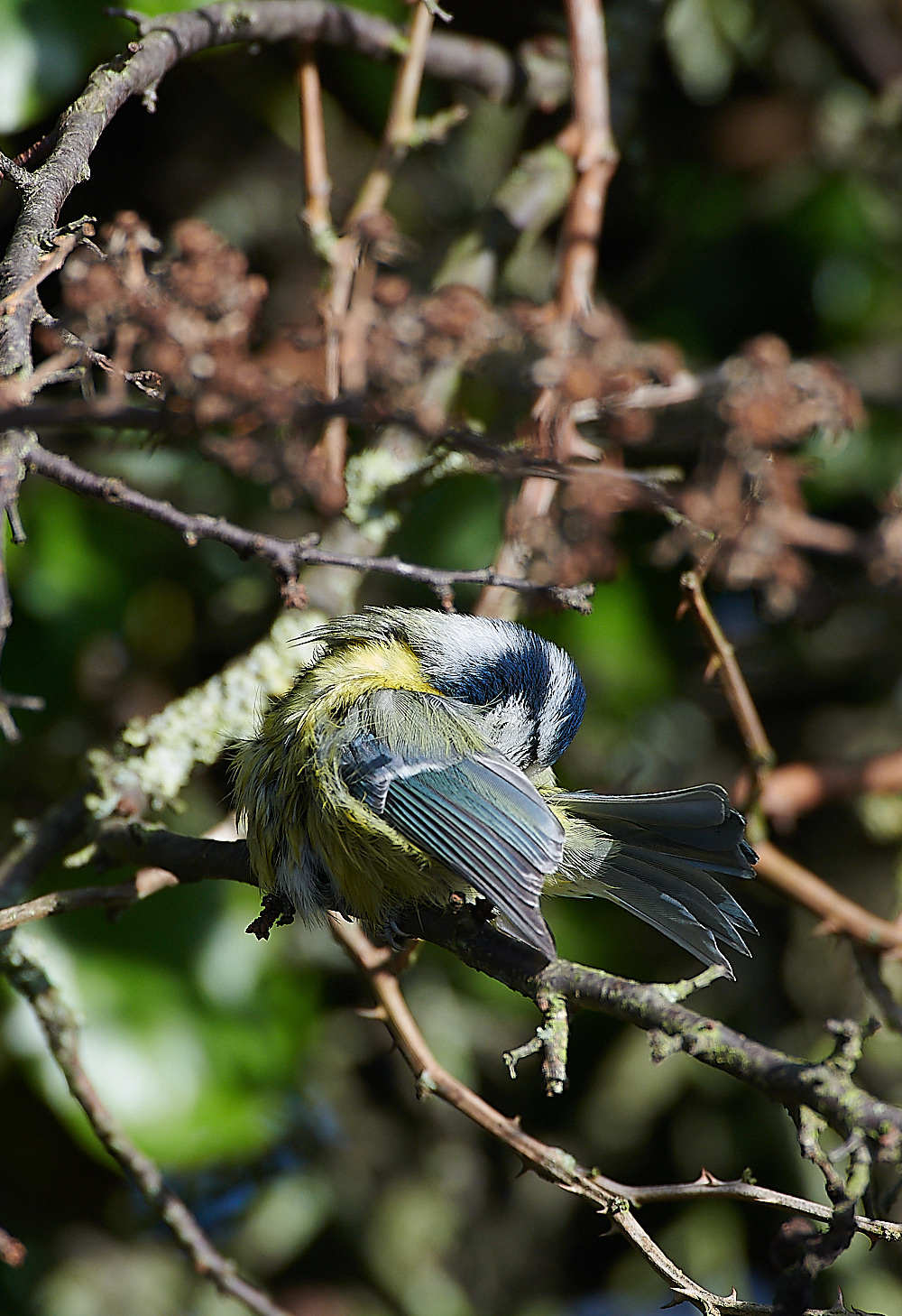 KellingBlueTit061120-3