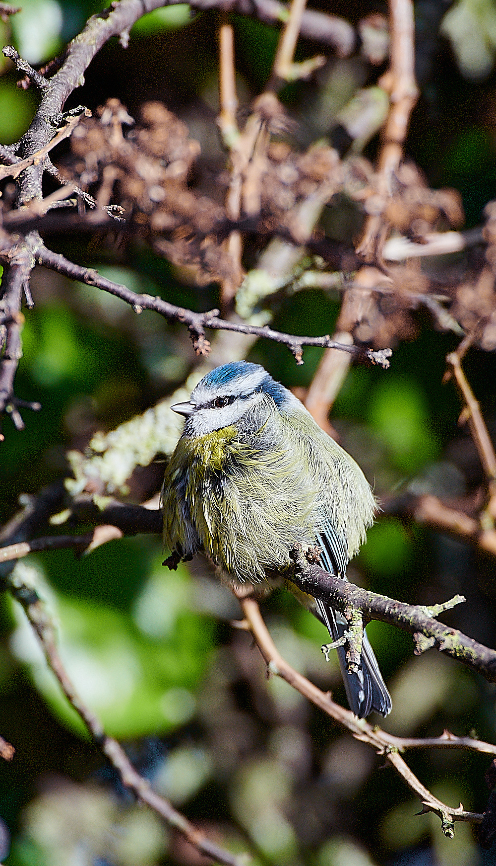 KellingBlueTit061120-4