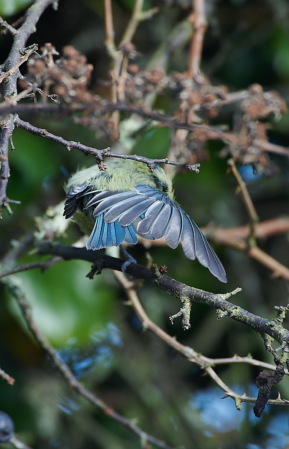 KellingBlueTit061120-5