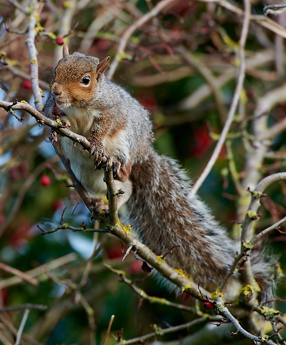 KellingGreySquirrel061120-3