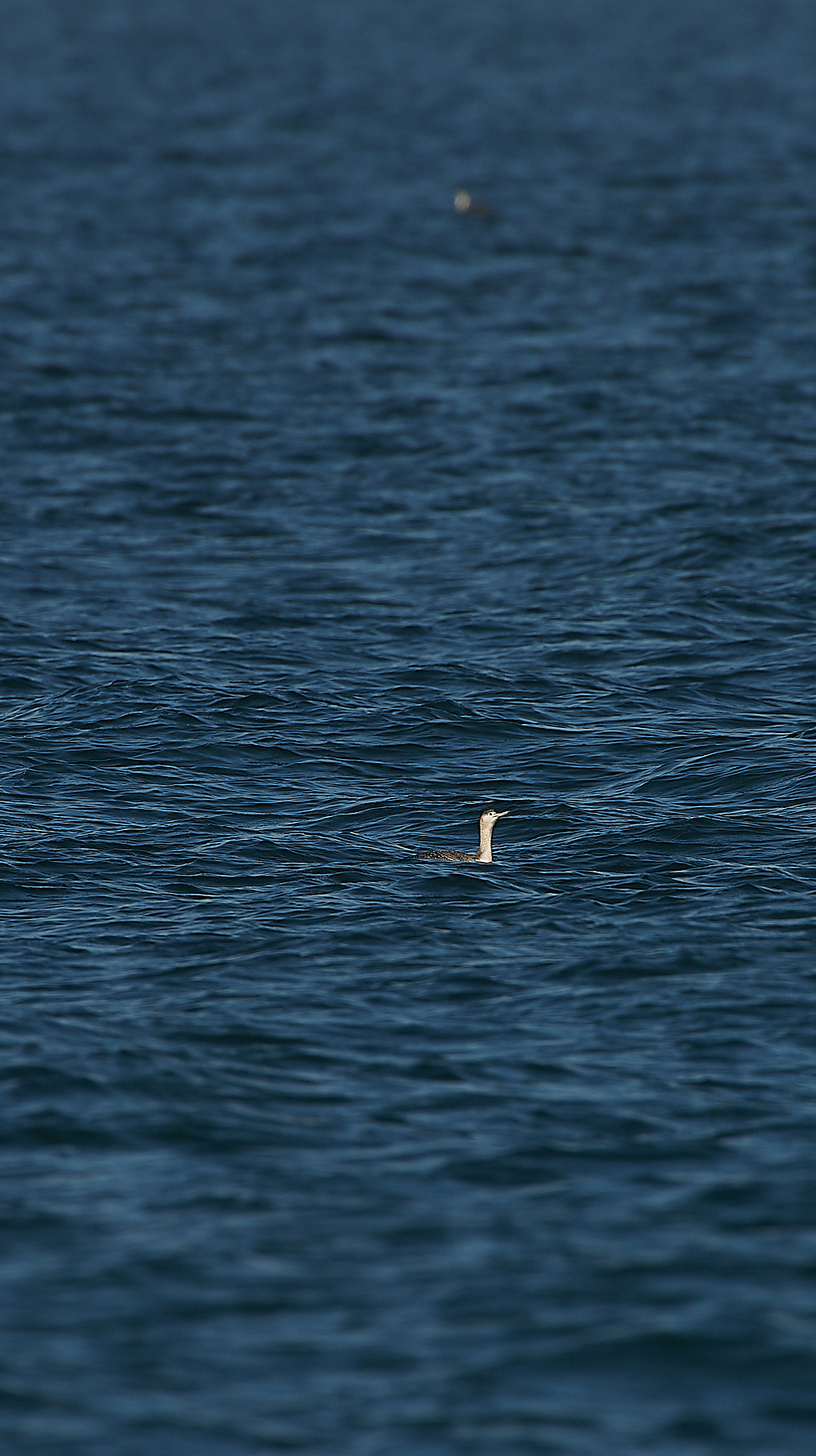 KellingRedThroatedDiver061120-1