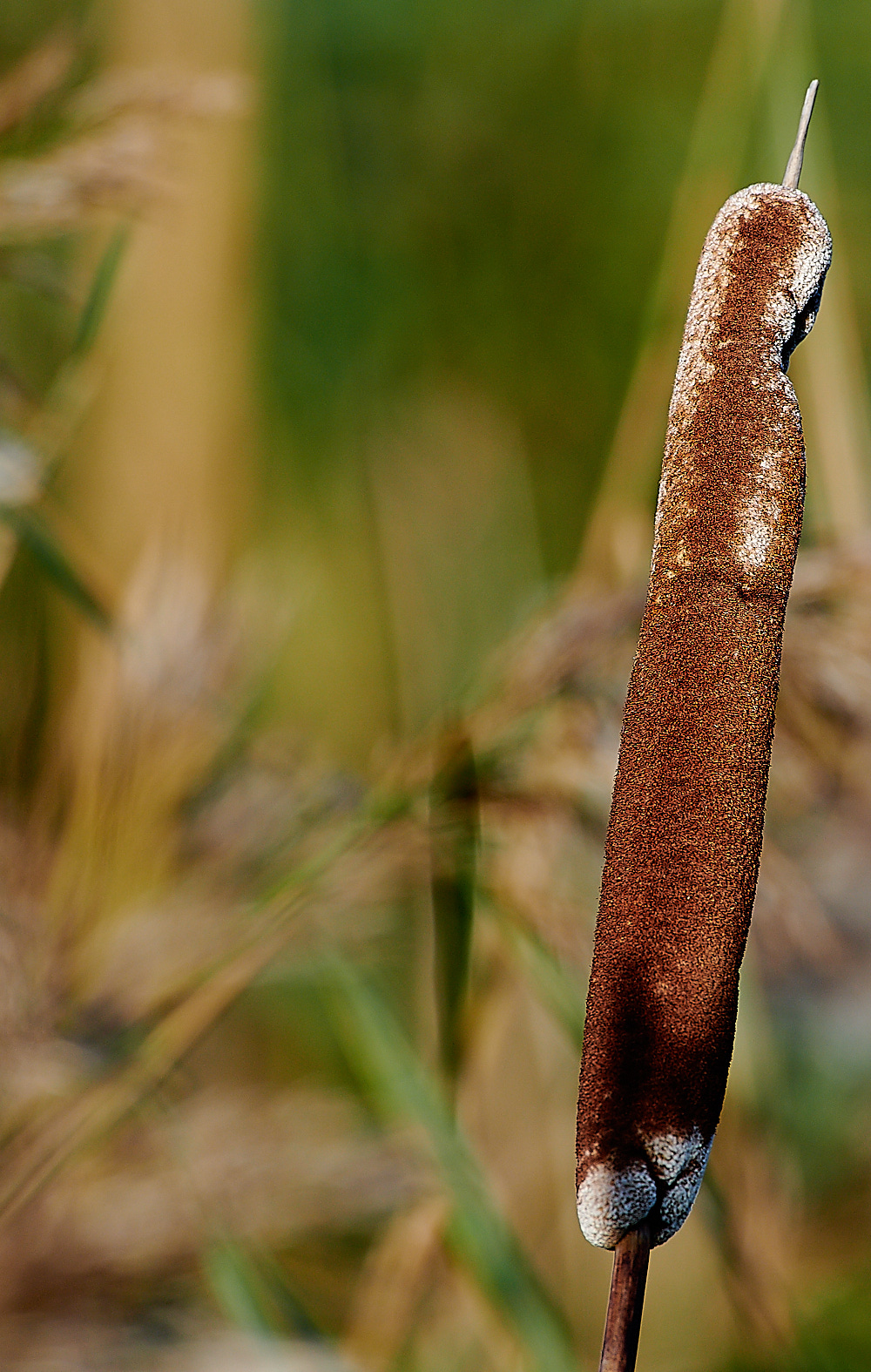 KellingReedMace061120-1