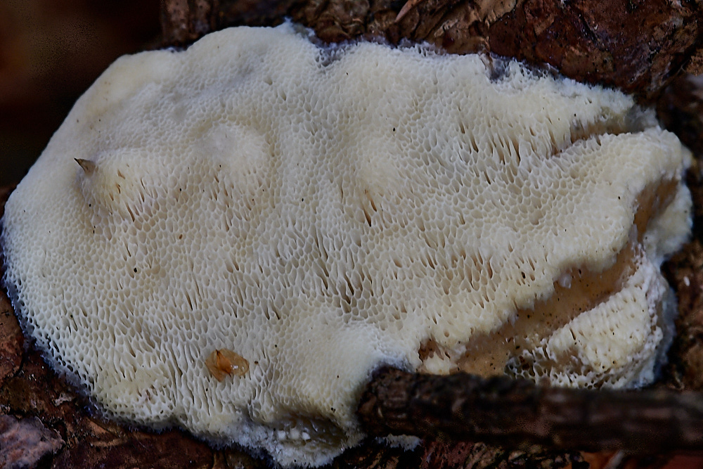 PigneysWoodFungus10241020-1