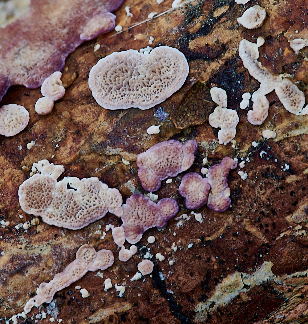 PigneysWoodFungus11241020-1