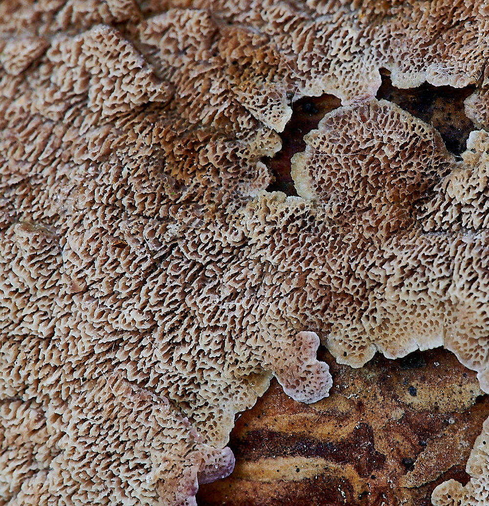 PigneysWoodFungus11241020-3