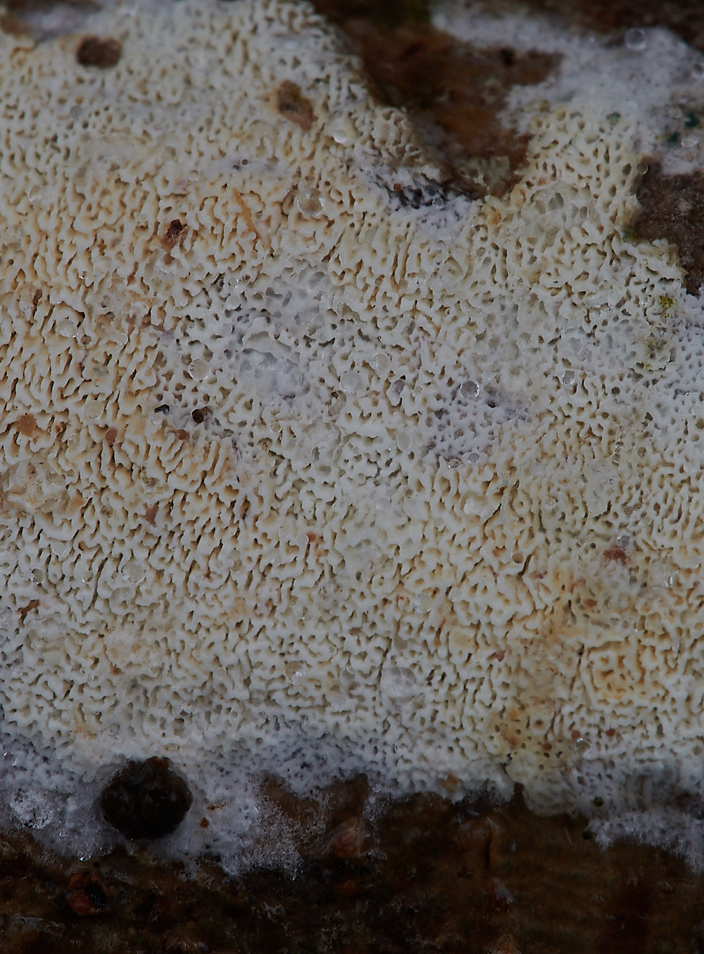 PigneysWoodFungus1211220-2