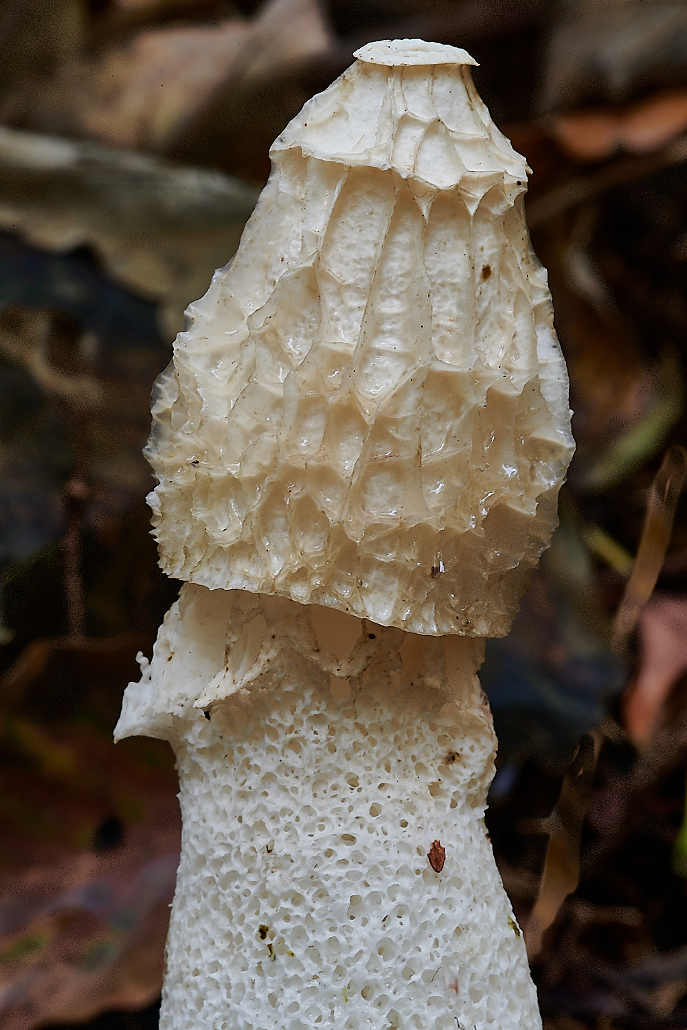 PigneysWoodFungus12241020-2