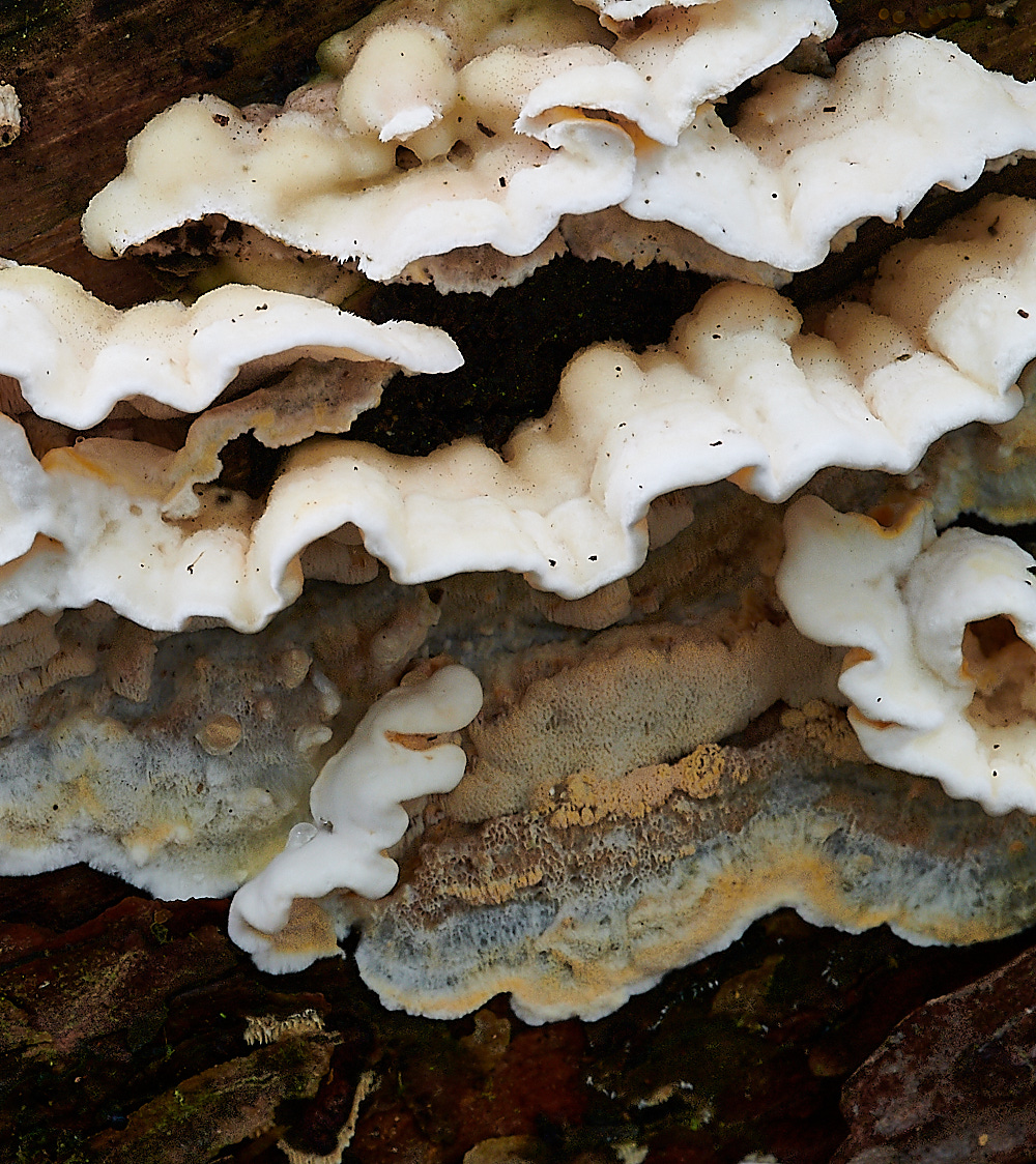 PigneysWoodFungus13241020-2