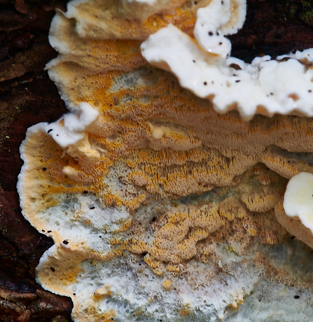 PigneysWoodFungus13241020-4