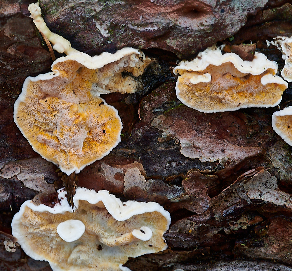 PigneysWoodFungus13241020-5