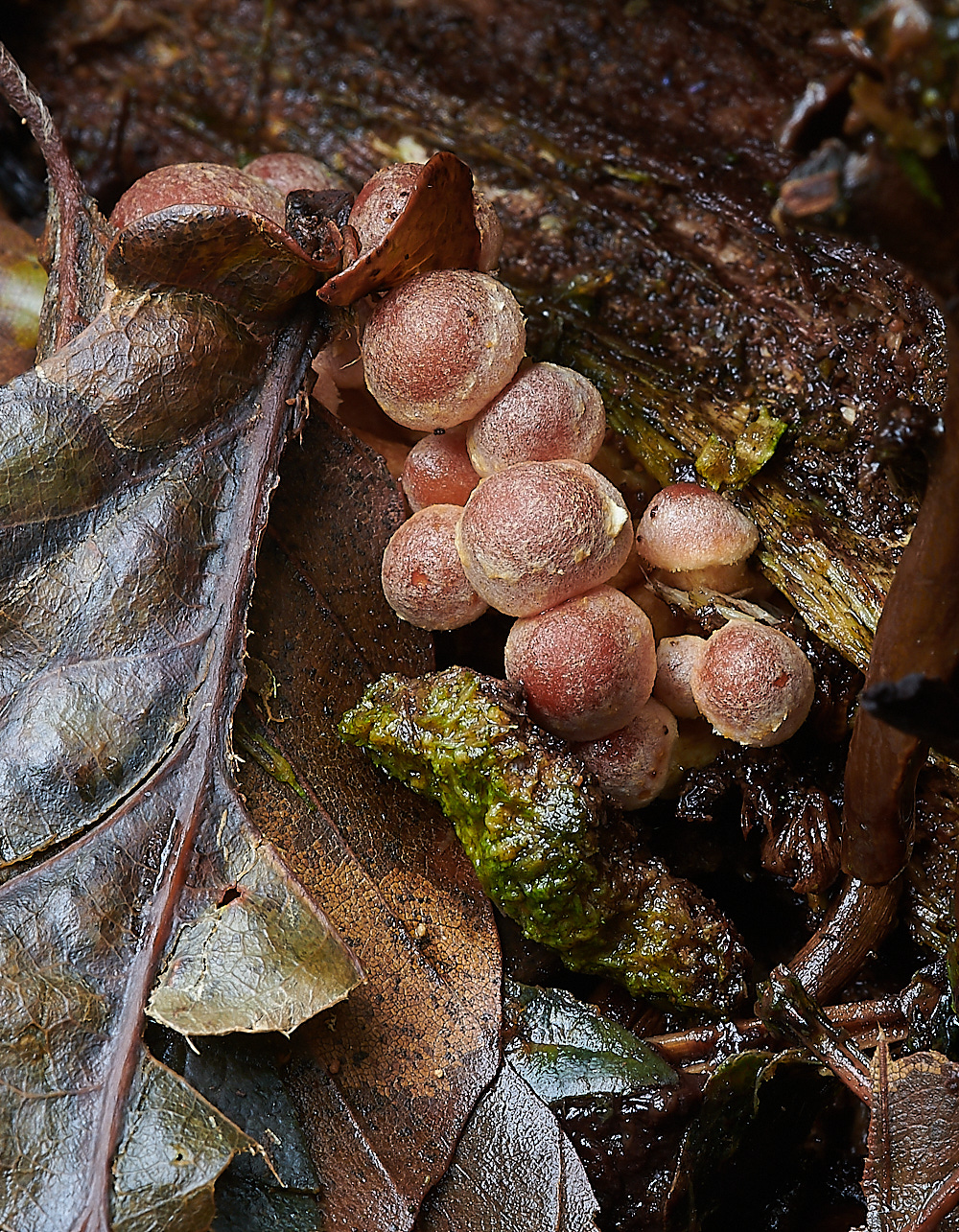 PigneysWoodFungus14241020-1