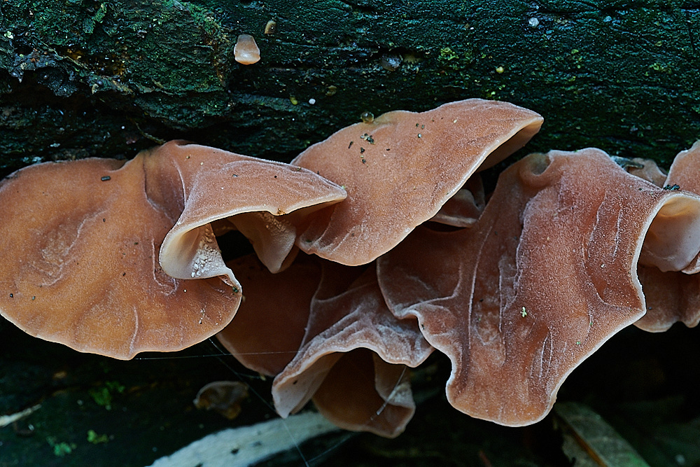 PigneysWoodFungus17241020-1