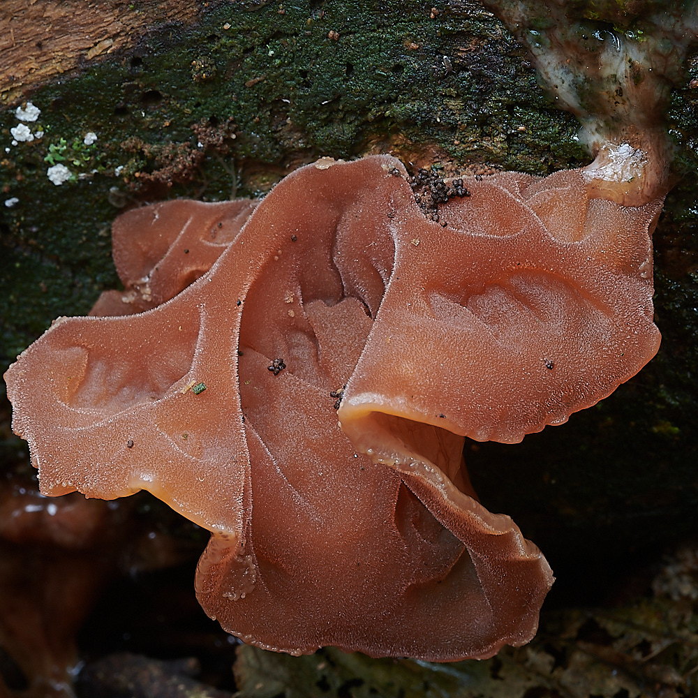 PigneysWoodFungus17241020-2