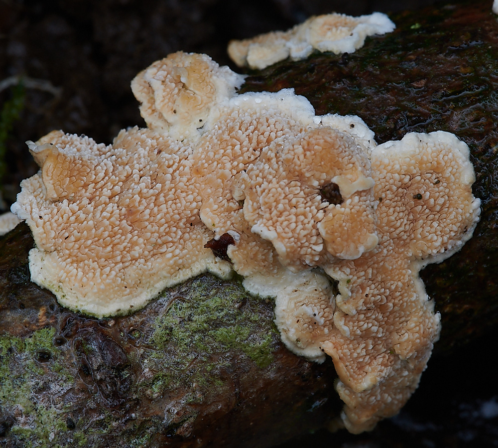 PigneysWoodFungus2211220-1