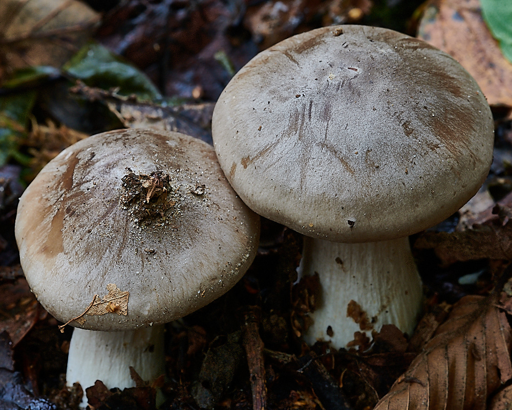 PigneysWoodFungus6241020-1