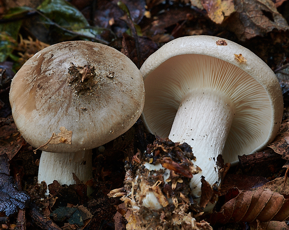 PigneysWoodFungus6241020-2