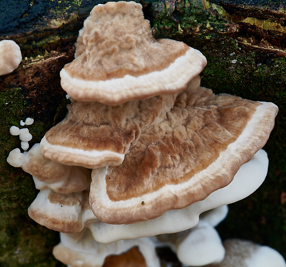 PigneysWoodFungus7241020-1