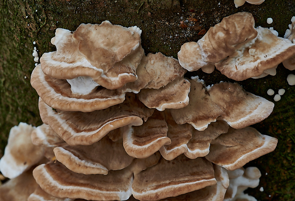 PigneysWoodFungus7241020-2