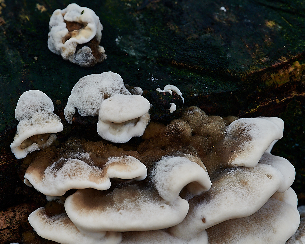 PigneysWoodFungus8241020-1