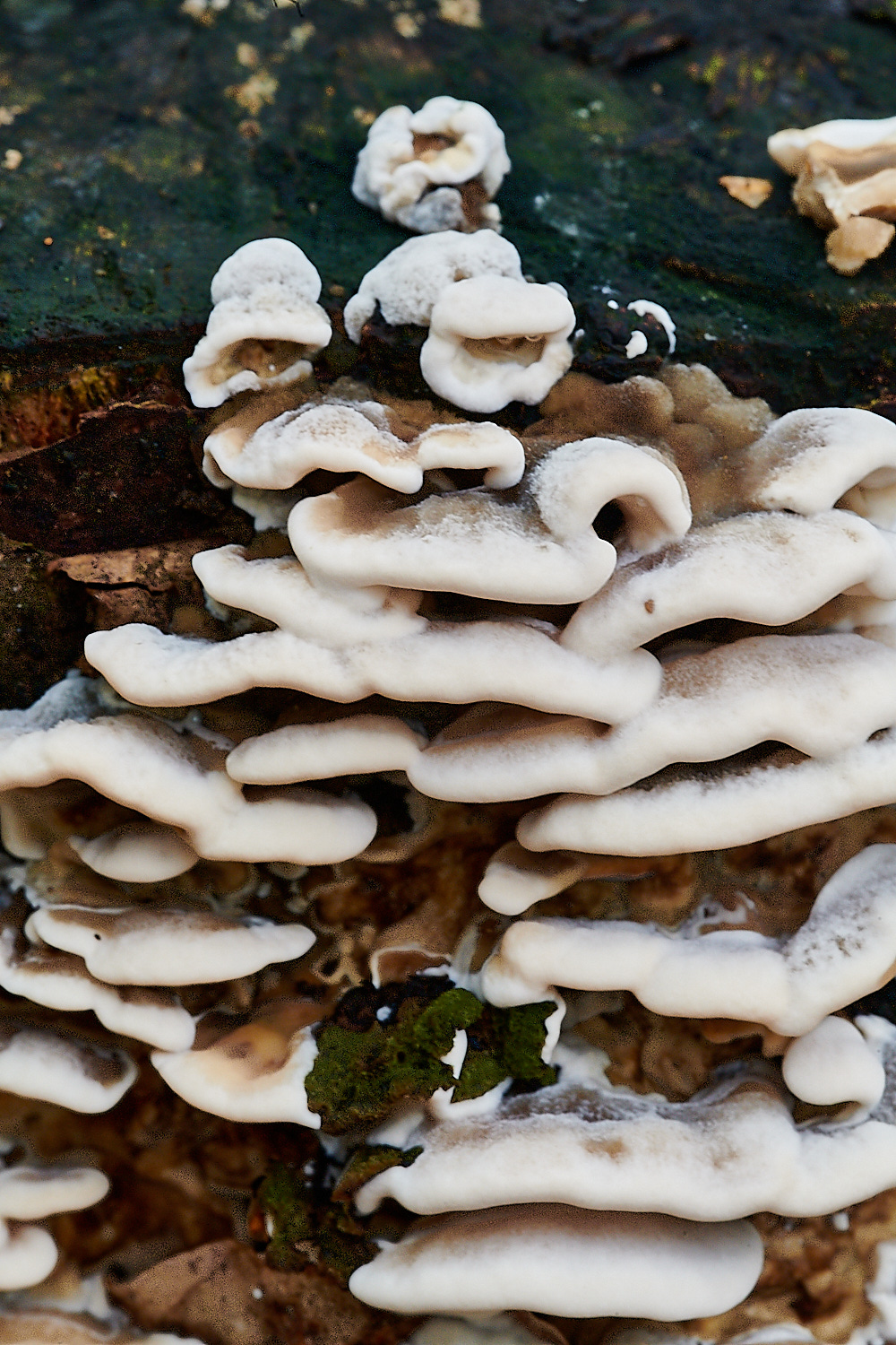 PigneysWoodFungus8241020-2