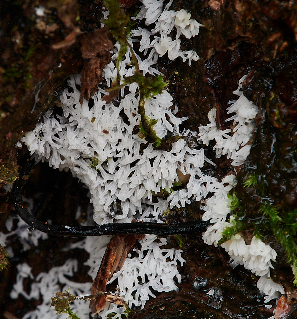 PigneysWoodWhiteFingeredSlimeMold211220-1