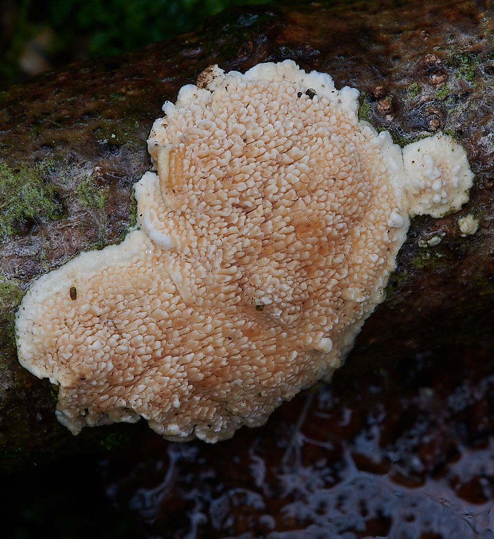 PigneyWoosFungus2211220-2