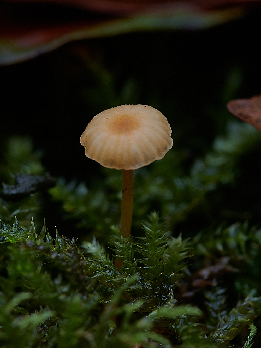 StonepitQuarryFungi121020-1